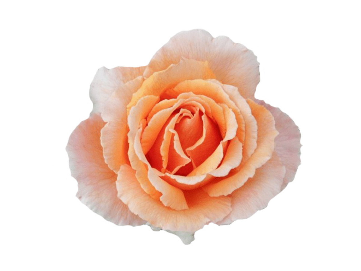 Rose 2ft Patio - Just Joey 250mm Pot (VN)