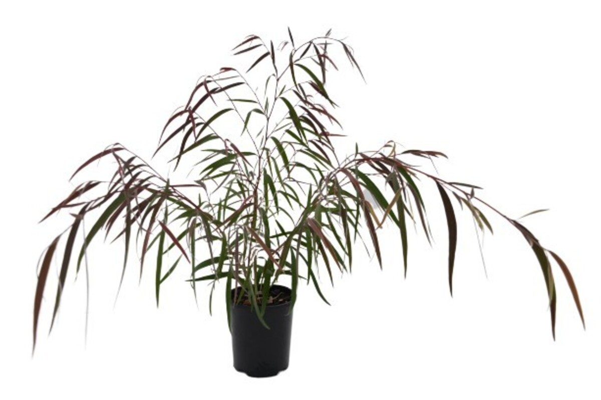 Agonis - Burgundy 150mm Pot