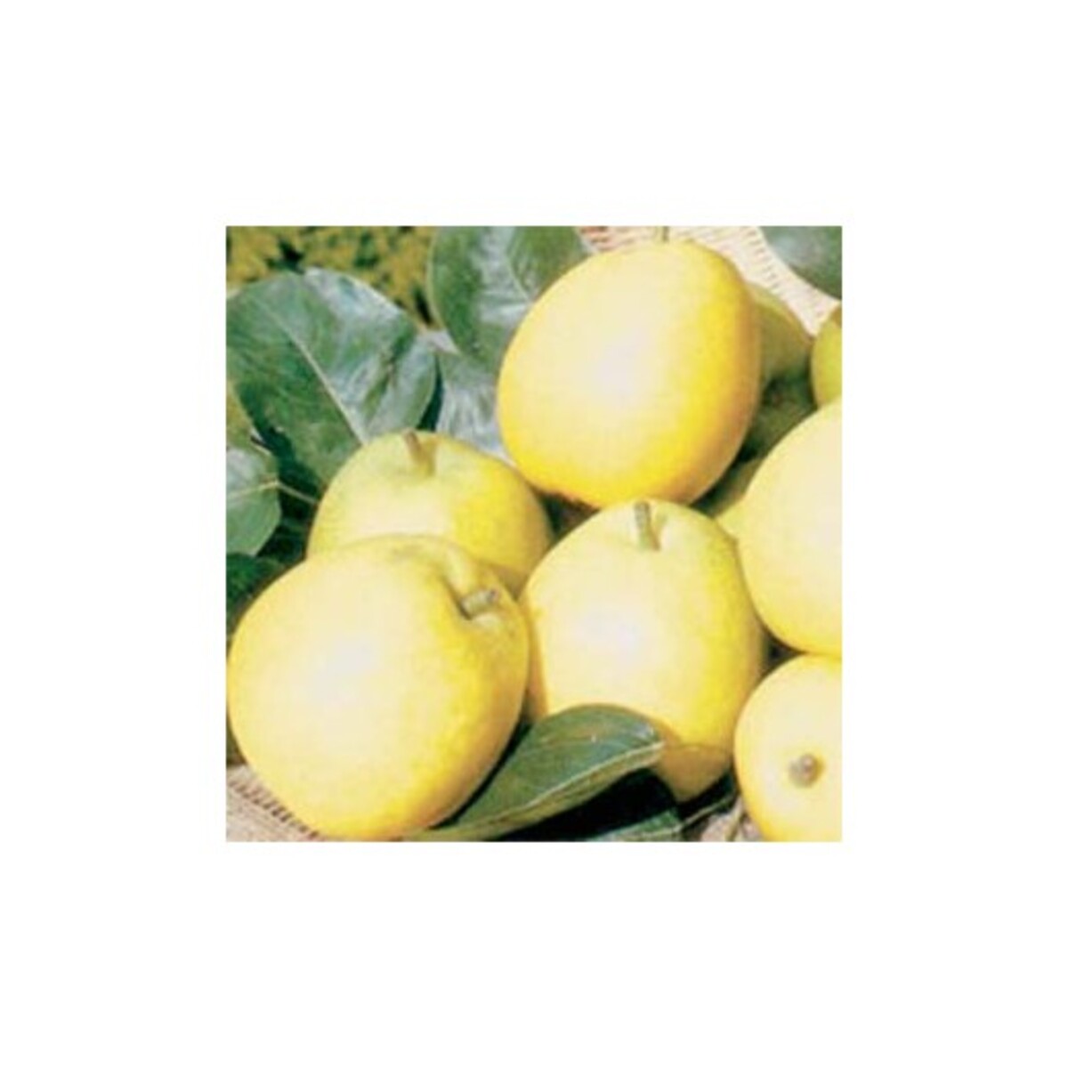 Pear - 20th Century Nashi - 230mm Bagged