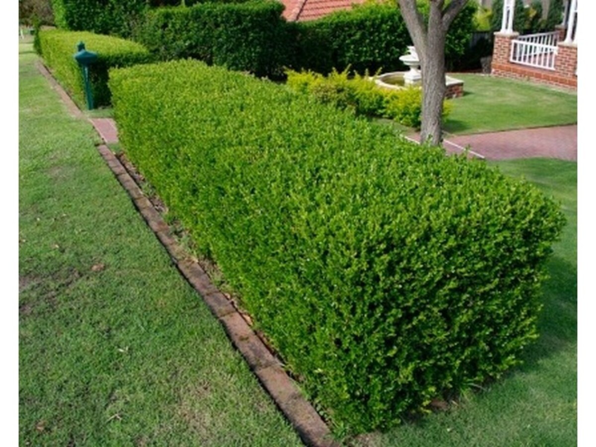 Buxus Sempervirens - English Box 80mm Tube