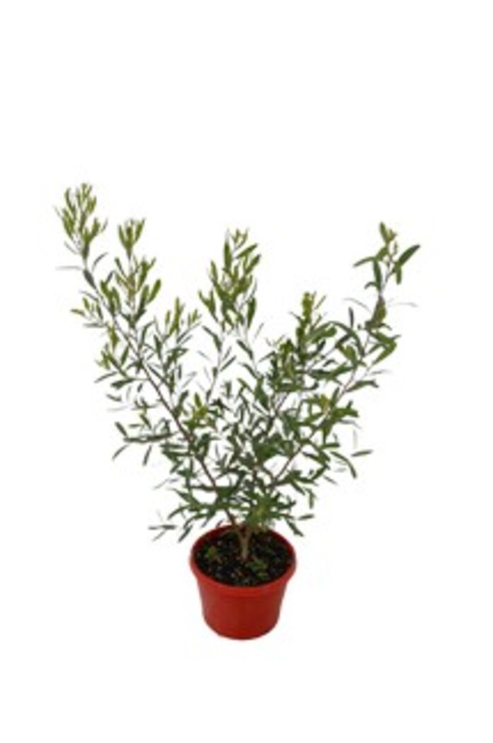 Grevillea - Red Flowered Form 150mm Pot (VN)