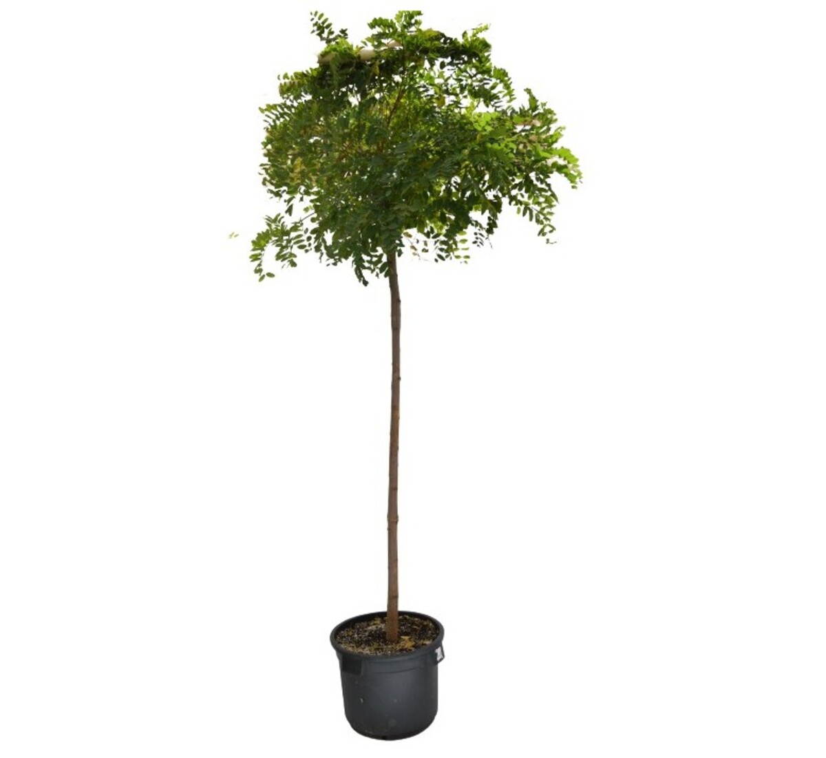 Robinia - Mop Top (Short Graft) 500mm Pot (VN)