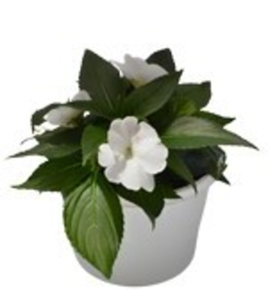 Impatiens - Sunpatiens Compact White 150mm Pot (VN)