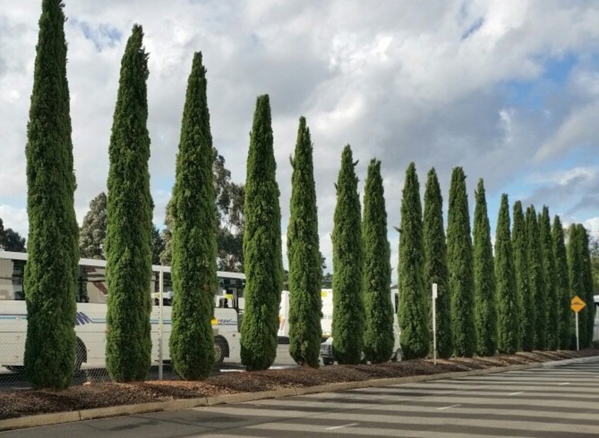 Cupressus Glauca - Pencil Pine 200mm Pot (VN)