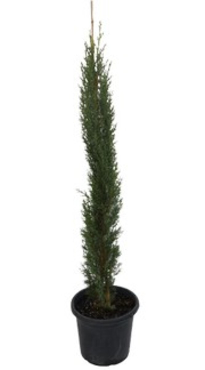 Cupressus Glauca - Pencil Pine 300mm Pot