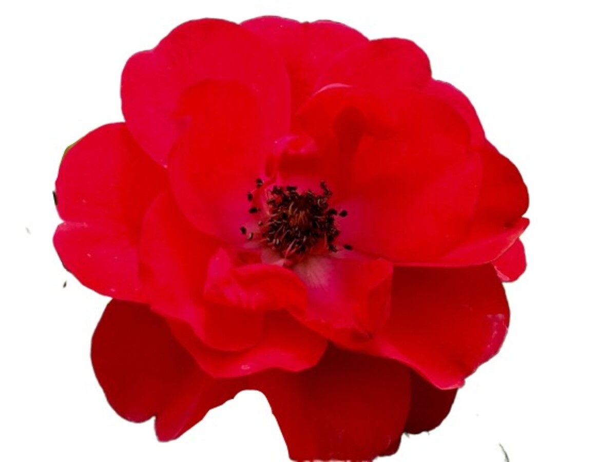 Rose 3ft Standard - La Sevillana 250mm Pot (VN)