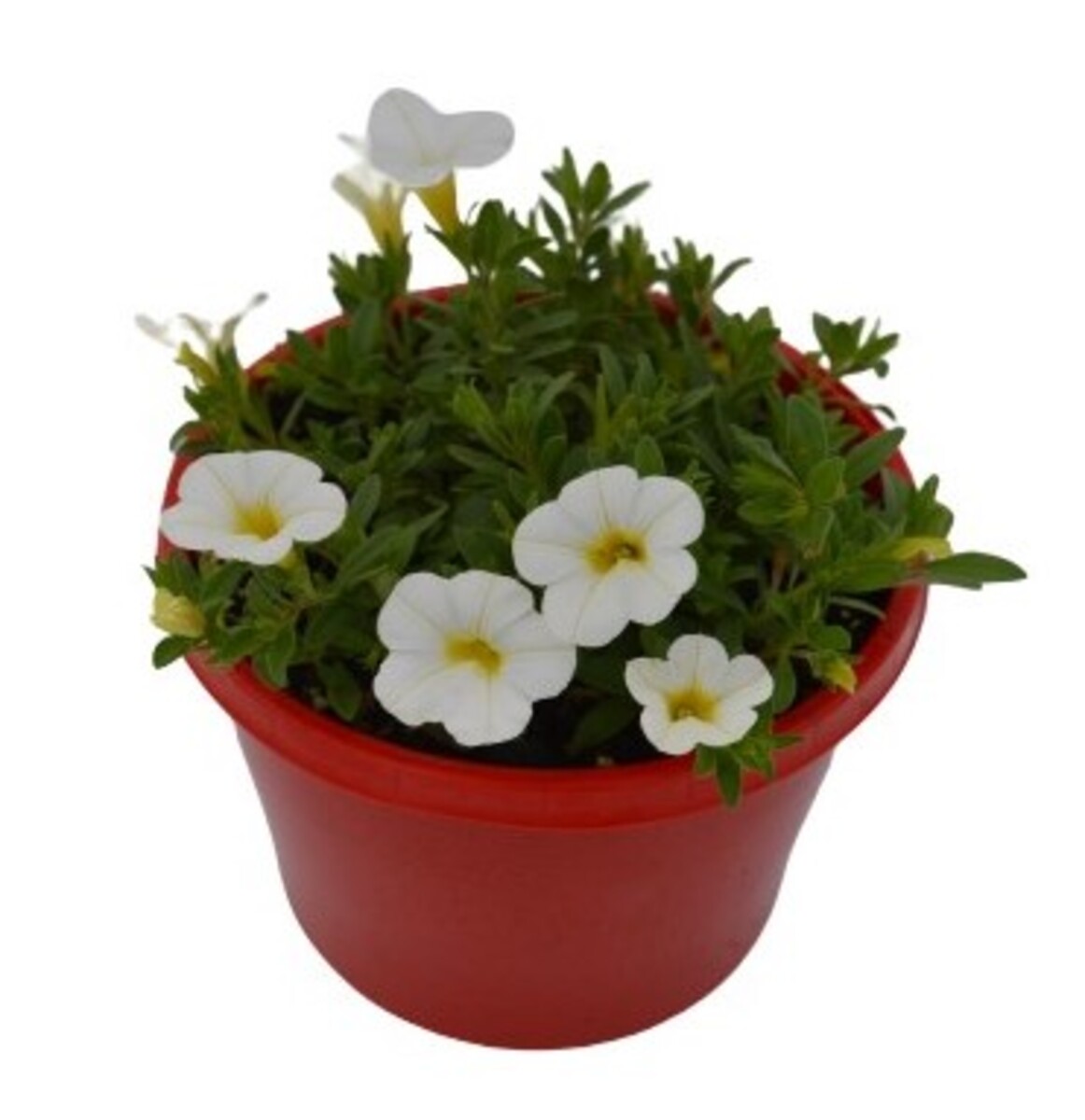 Calibrachoa - Perfect White 150mm Pot (VN)