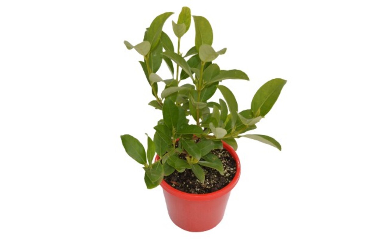 Viburnum - Sweet 200mm Pot