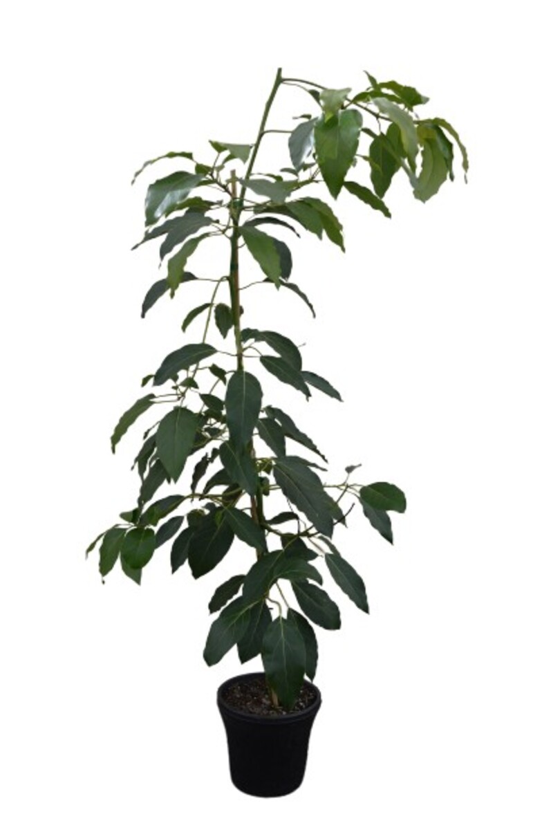Avocado - Edranol 250mm Pot