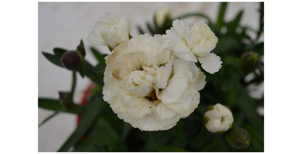 Carnation - Sunflor Cosmos 150mm Pot (VN)
