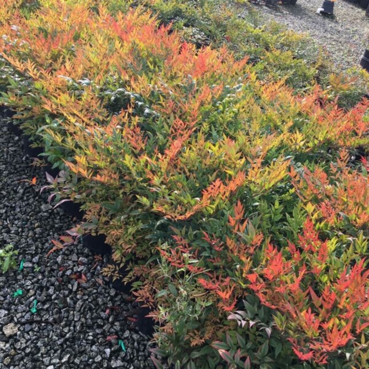 Nandina - Moon Bay 150mm Pot (VN)