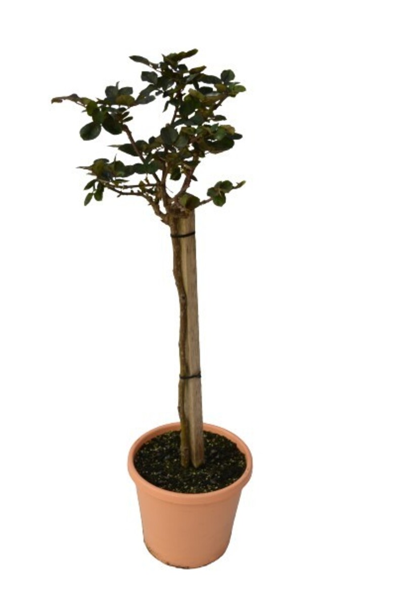 Rose 2ft Patio - Apricot Nectar 250mm Pot (VN)