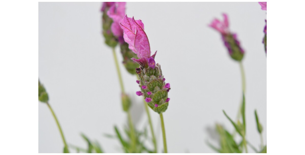 Lavender - The Princess Lavender 140mm Pot