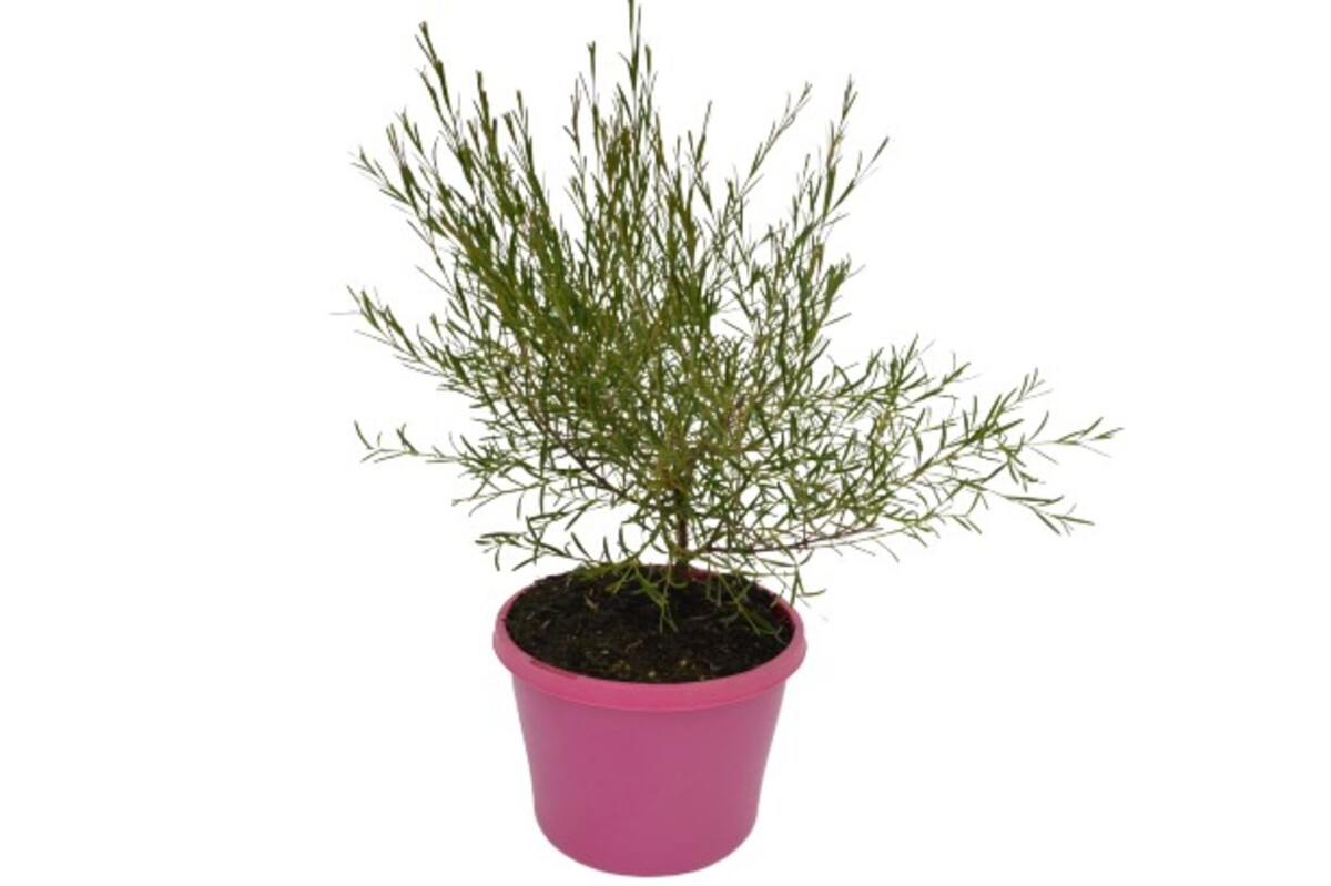 Boronia - Lipstick 150mm Pot (VN)
