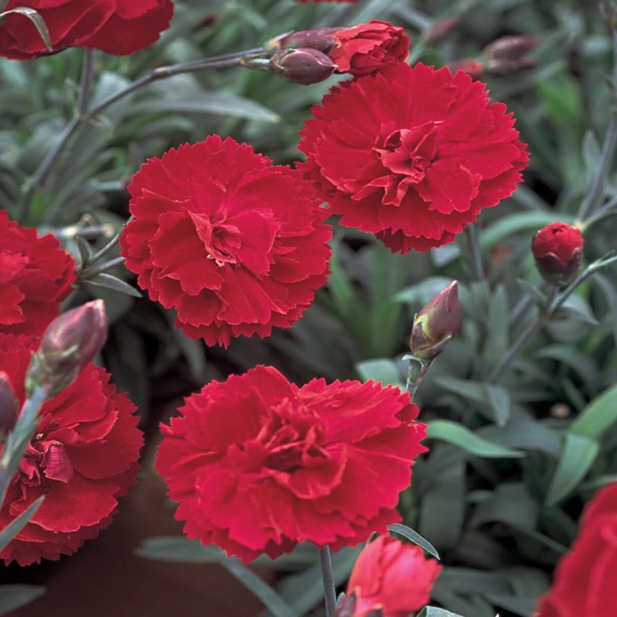 Carnation - Sunflor Red Allure 150mm Pot (VN)