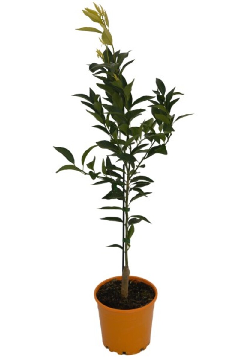 Mandarin - Imperial 200mm Pot