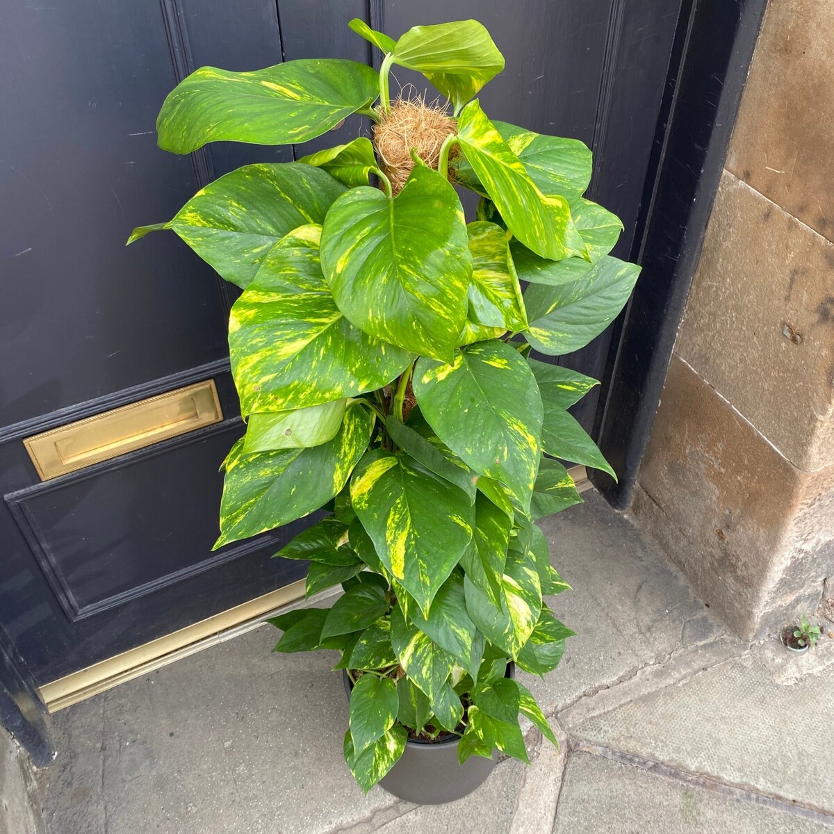 Pothos - Devils Ivy 150mm Pot (VN)