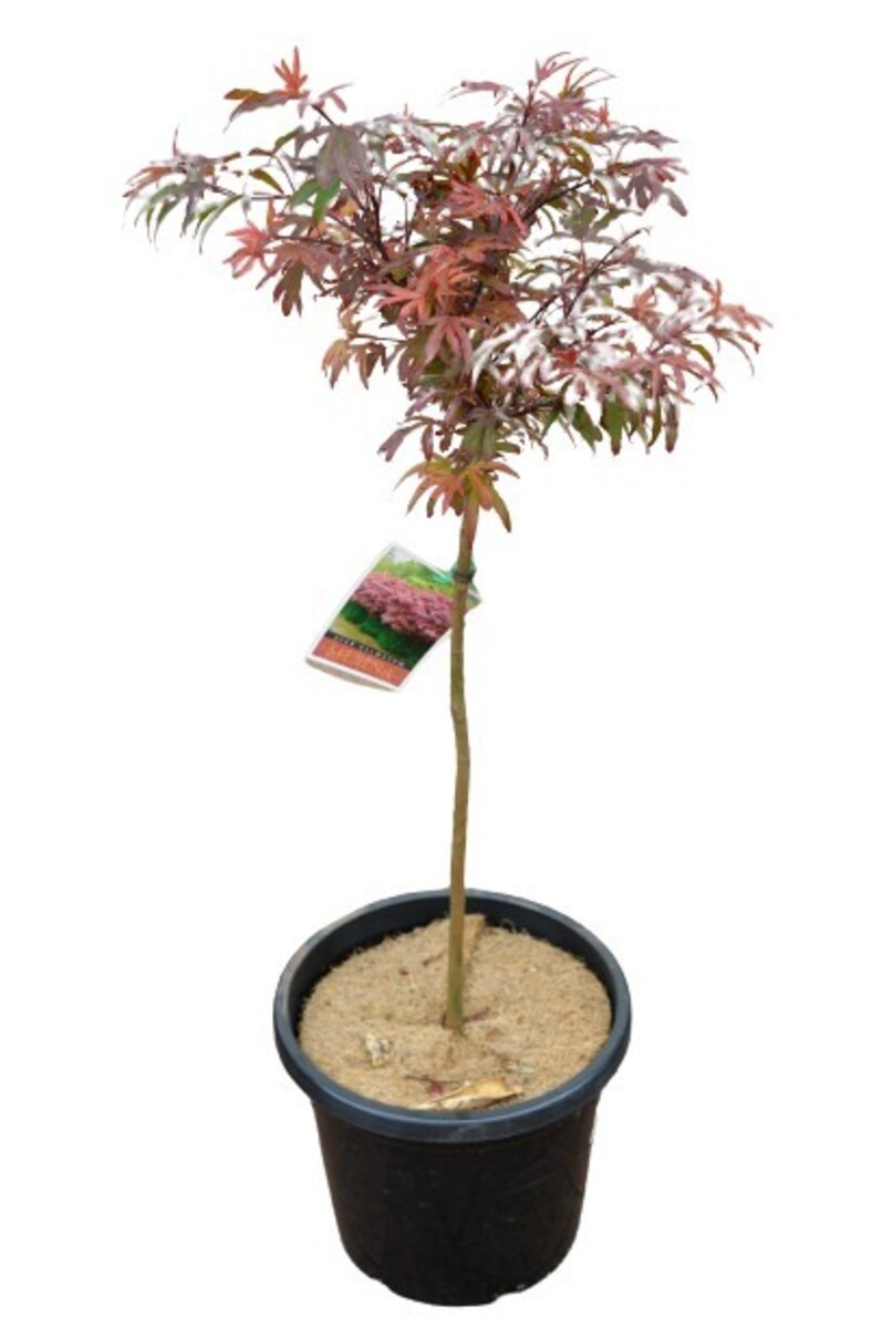Acer - Shaina Maple Standard 300mm Pot