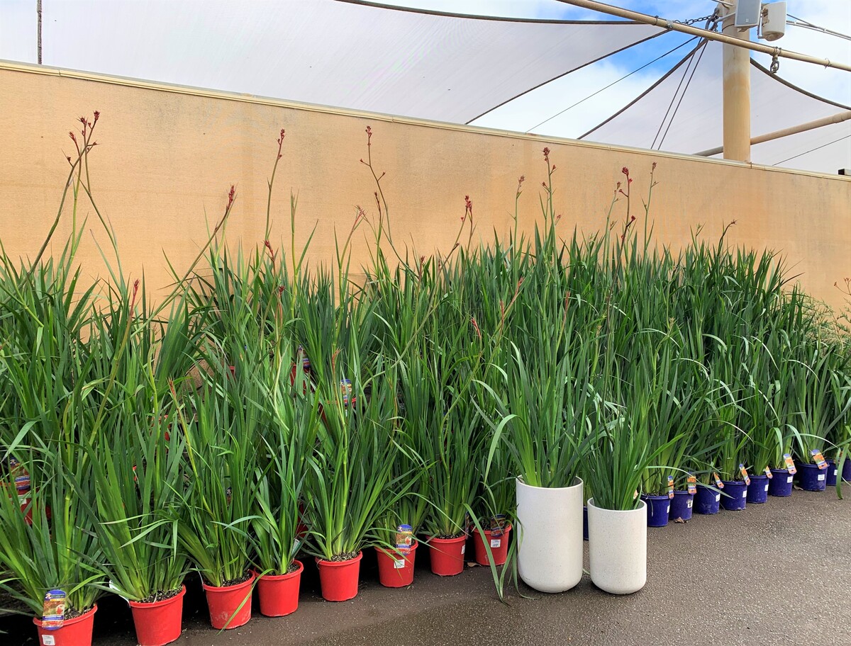 Anigozanthos Landscape Scarlet - Kangaroo Paw 200mm Pot (VN)