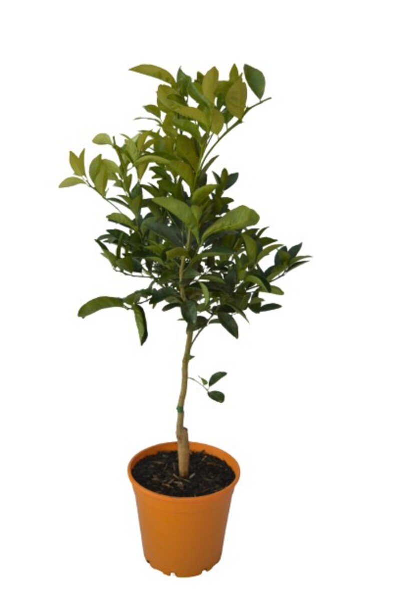Mandarin - Afourer 200mm Pot