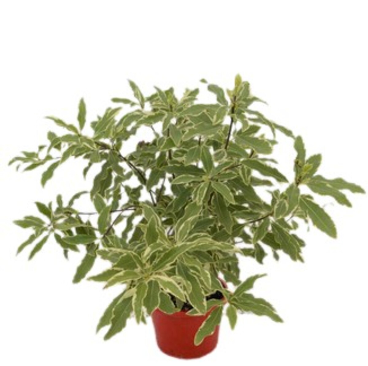 Pittosporum - Eugenioides Variegatum 150mm Pot (VN)