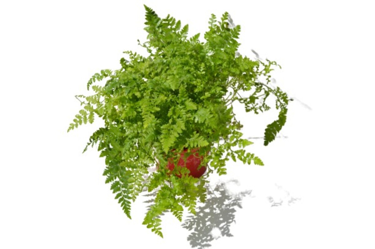 Rumohra - Leatherleaf Fern 150mm Pot (VN)