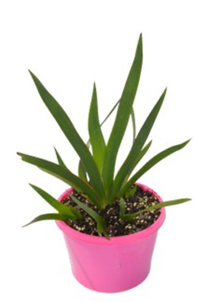 Anigozanthos - Bush Princess 150mm Pot (VN)