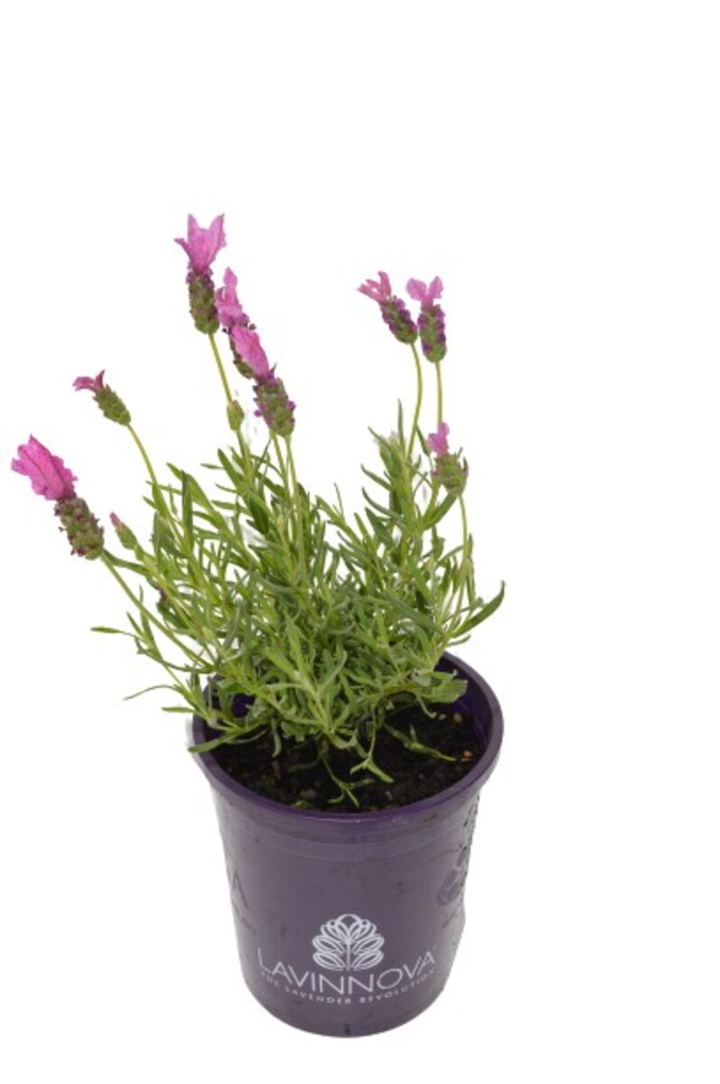 Lavender - The Princess Lavender 140mm Pot