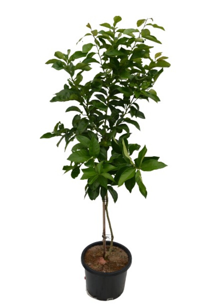 Mandarin - Imperial 400mm Pot (Advanced)