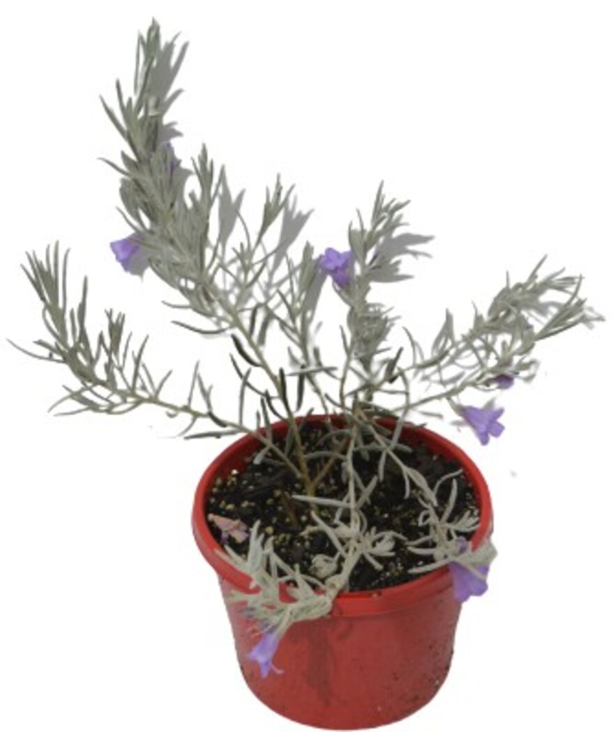 Eremophila nivea - Silky Emu Bush 150mm Pot (VN)