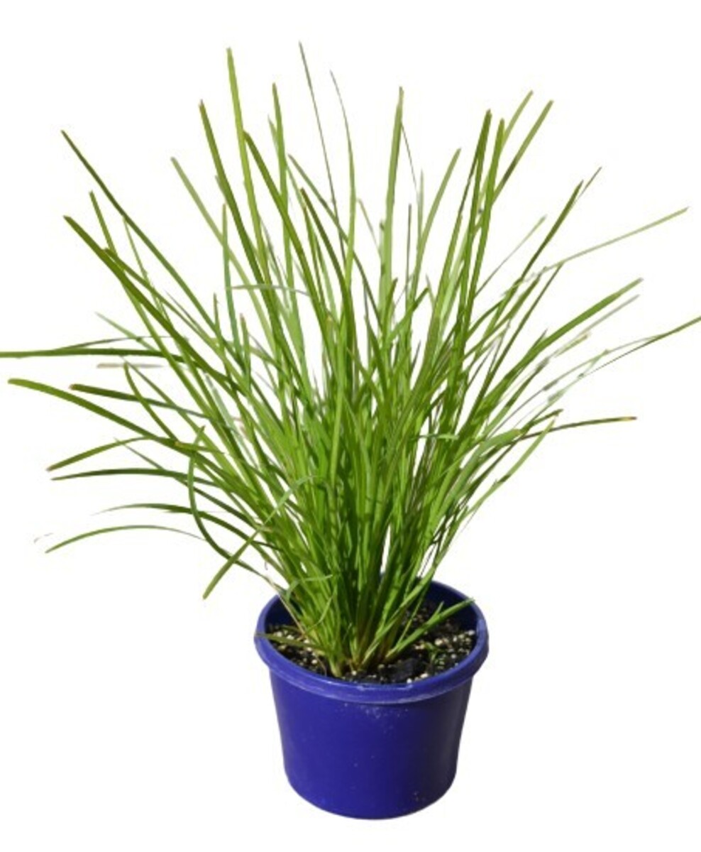 Lomandra - Little Lime 150mm Pot (VN)