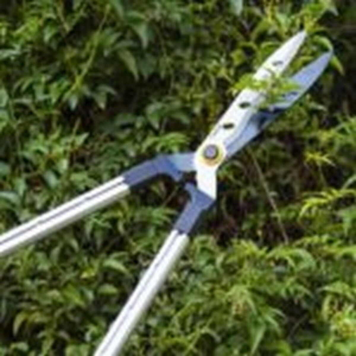 Cyclone Wavy Telescopic Hedge Shears