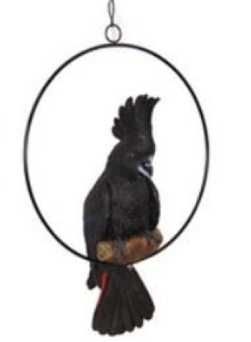 MM Black Cockatoo in Ring 43cm