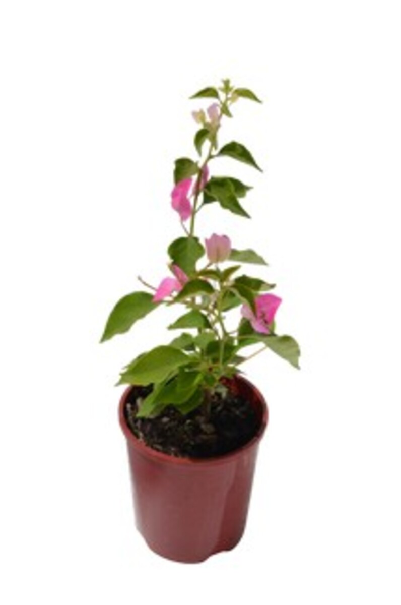Bougainvillea Bambino - Majik 140mm Pot