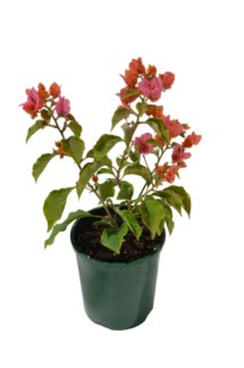 Bougainvillea Bambino - Solar Flare 140mm Pot
