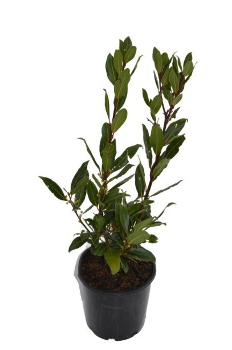 Laurus nobilis - Bay Tree 200mm Pot