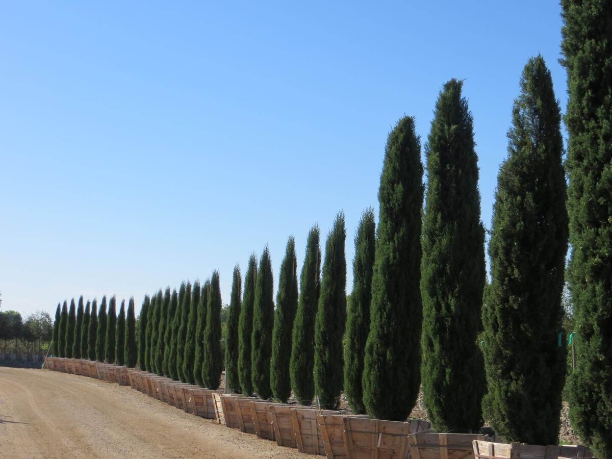 Cupressus Glauca - Pencil Pine 200mm Pot (VN)