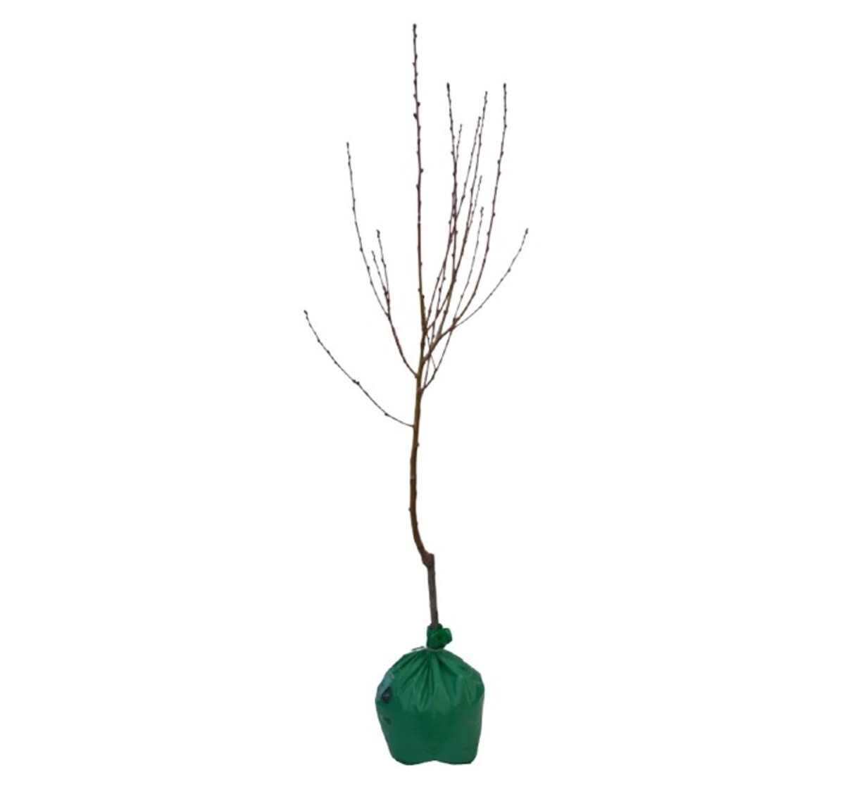 Apple - Golden Delicious Dwarf - Wrapped Bag