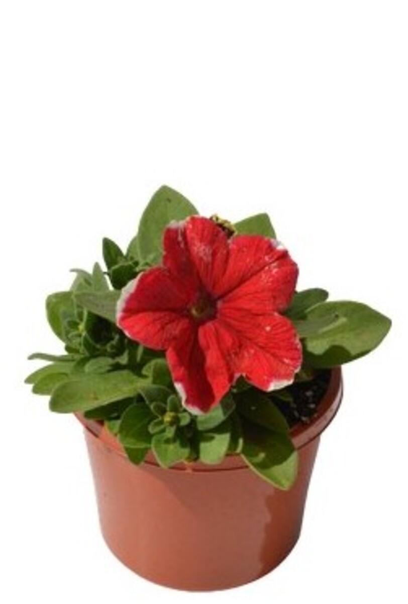 Potted Colour - Assorted 110mm Pot
