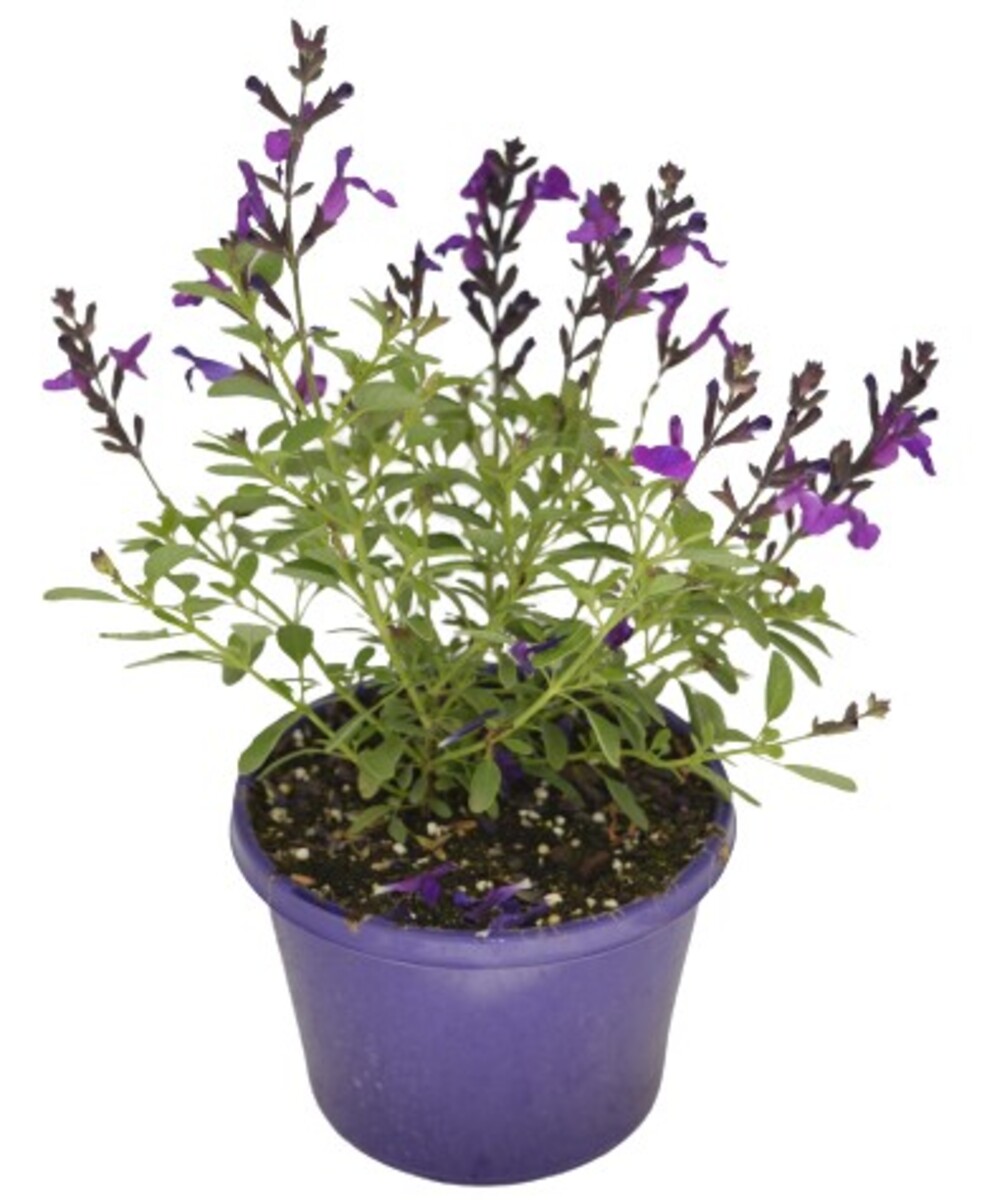 Salvia Mirage - Deep Purple Sage 150mm Pot (VN)
