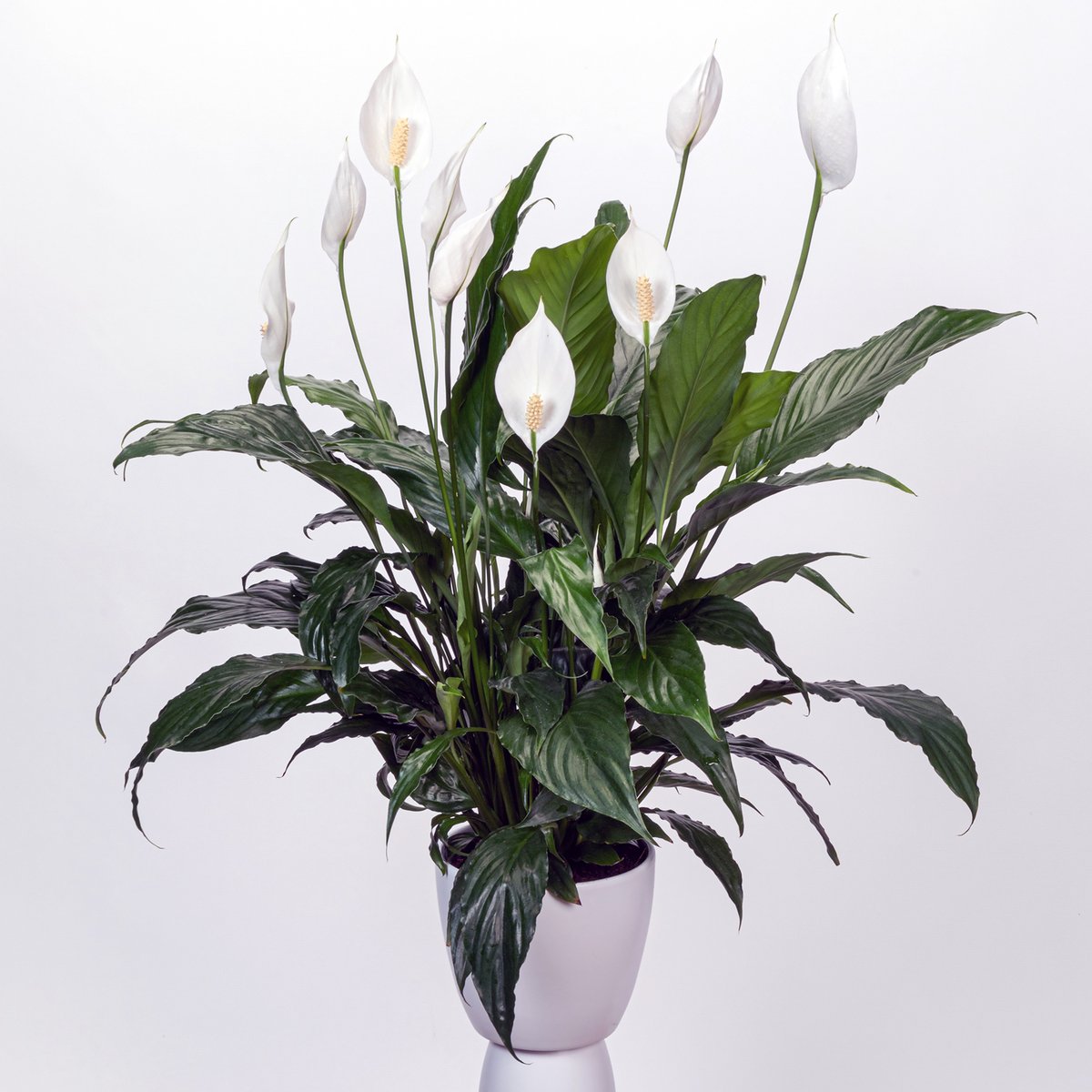 Spathiphyllum Chico - Peace Lily 150mm Pot (VN)