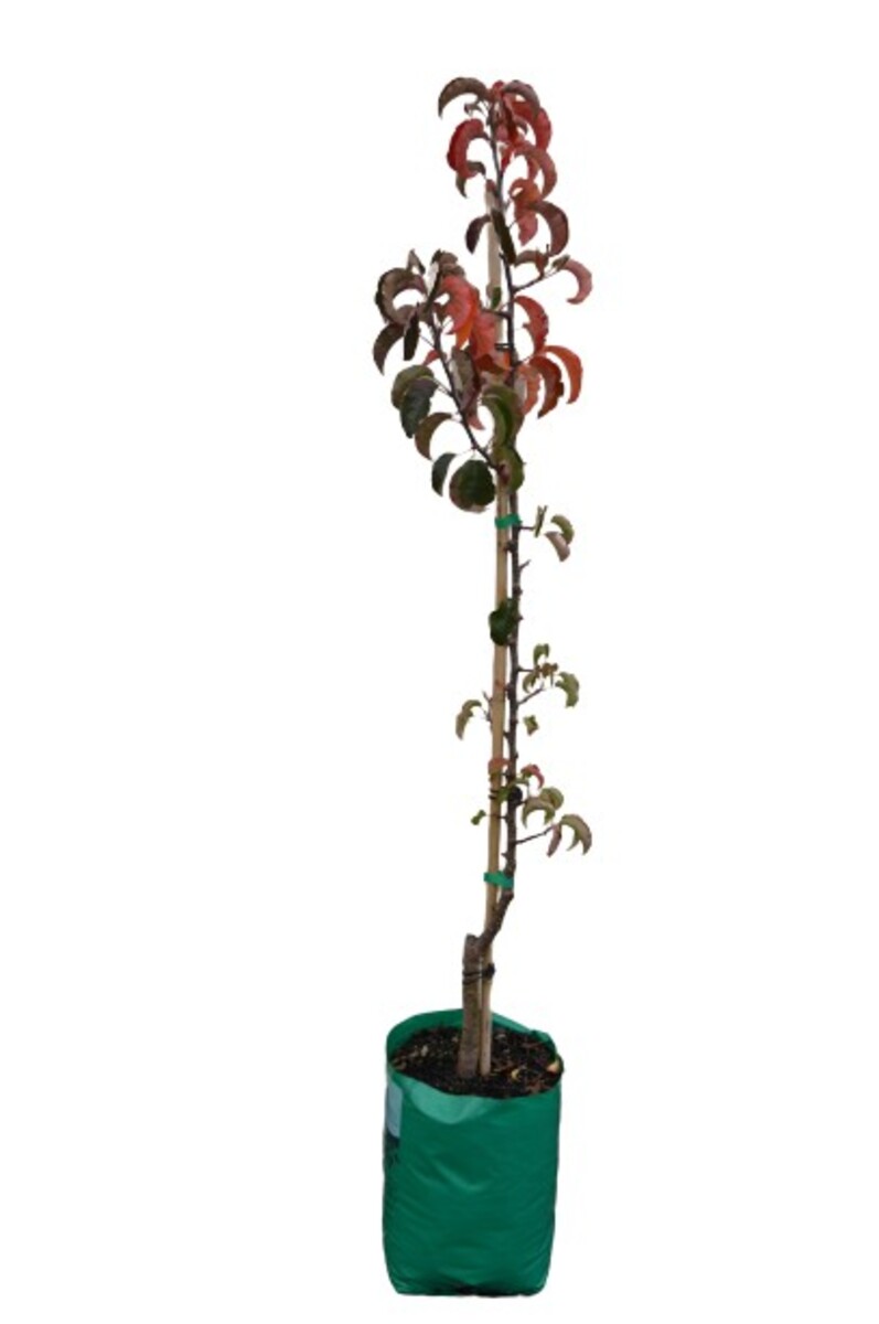Pyrus - Capital Pear 230mm Bagged
