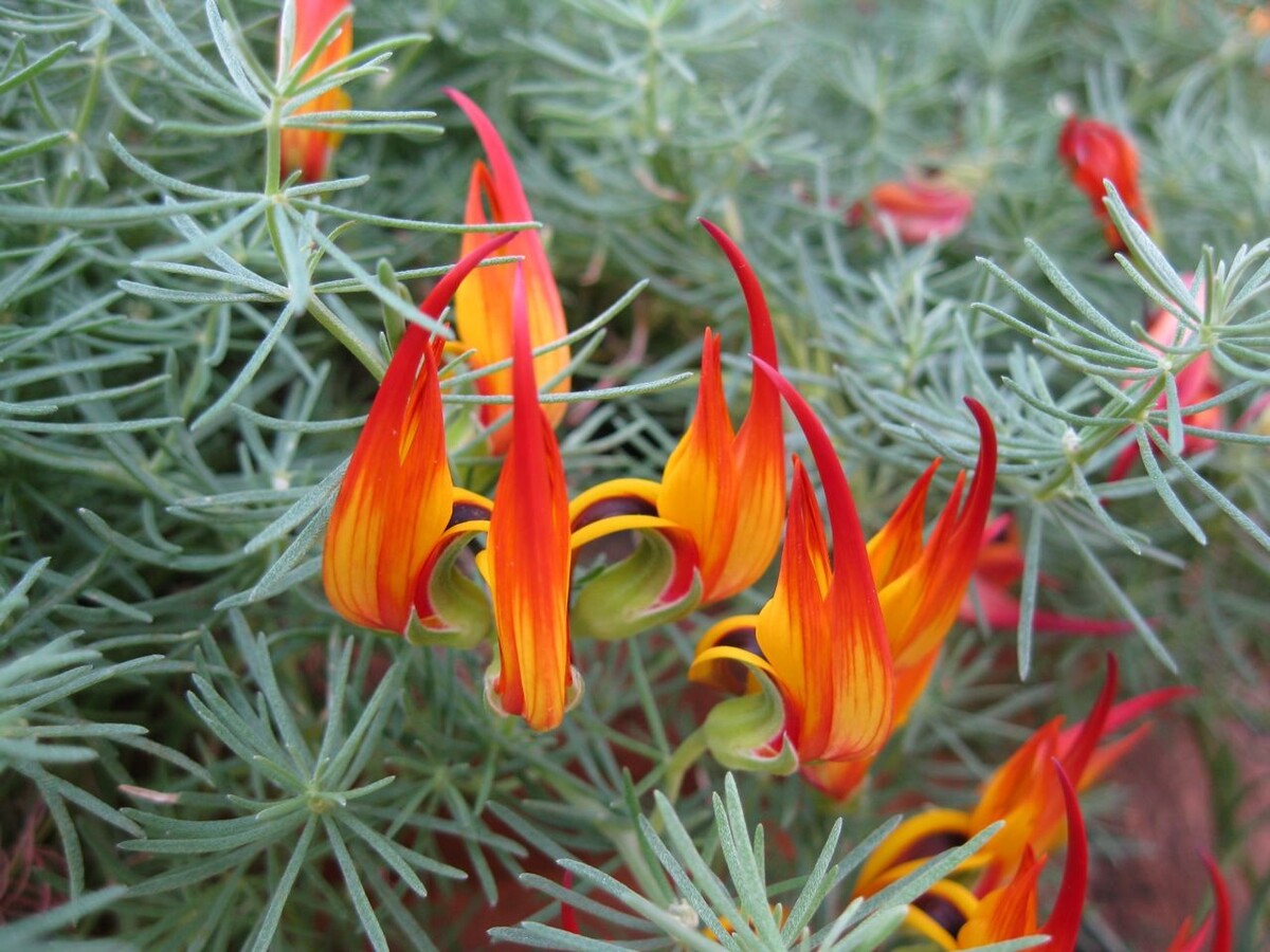 Lotus - Red Flash 150mm Pot (VN)