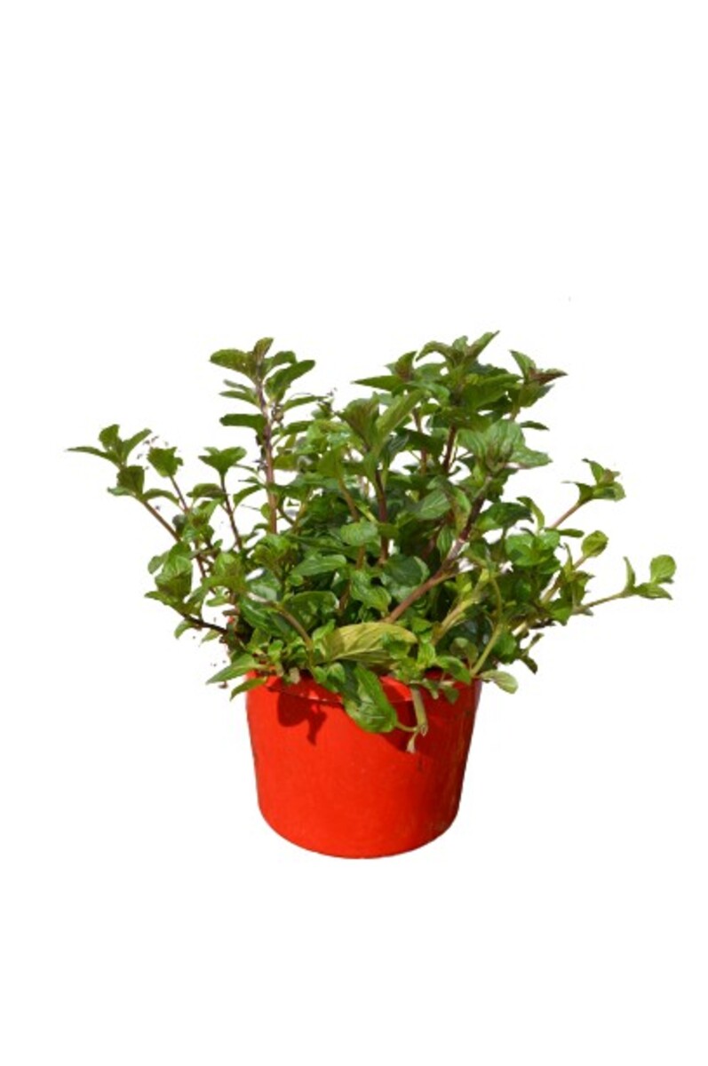 Mint - Peppermint 115mm Pot (VN)