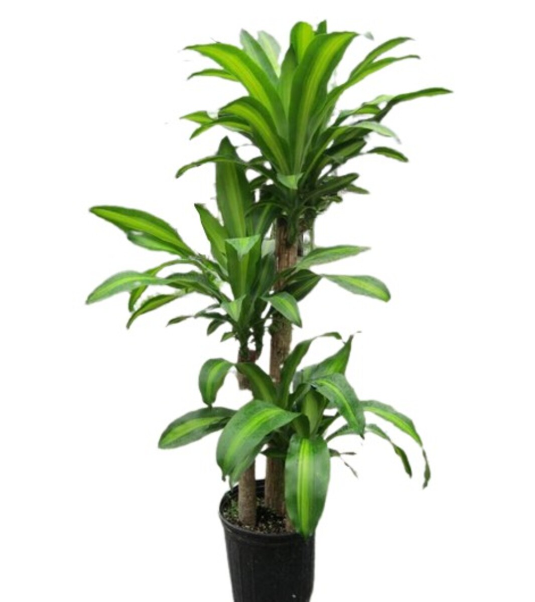 Dracena Massangeana - Happy Plant 300mm Pot