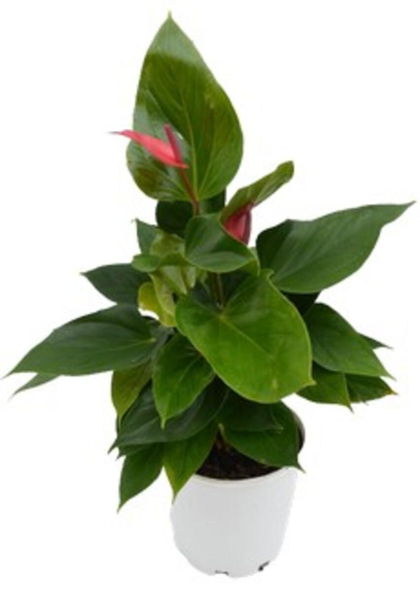 Anthurium - Flamingo Flower 175mm Pot