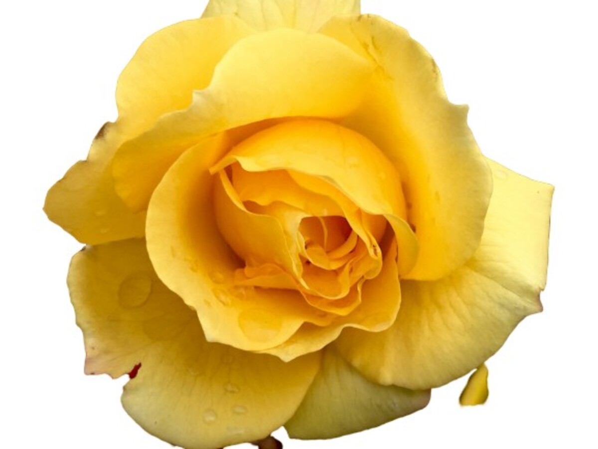 Rose Bush - Gold Bunny 200mm Pot (VN)