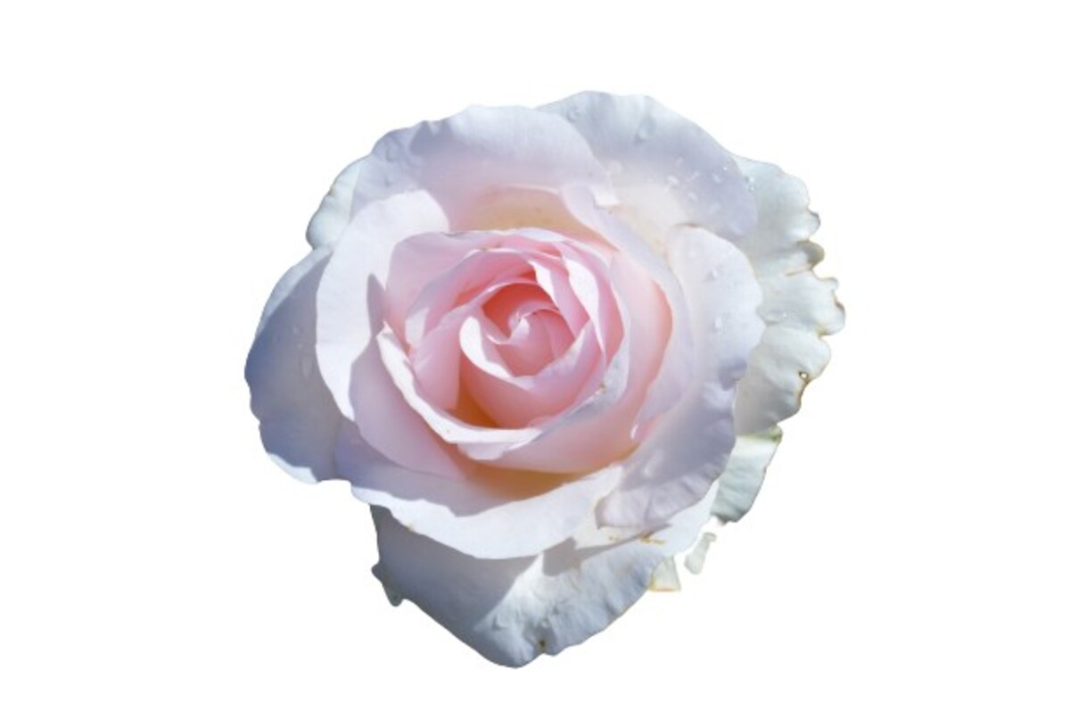 Rose Standard 3ft - Mothers Love (PBR) 250mm Pot (VN)