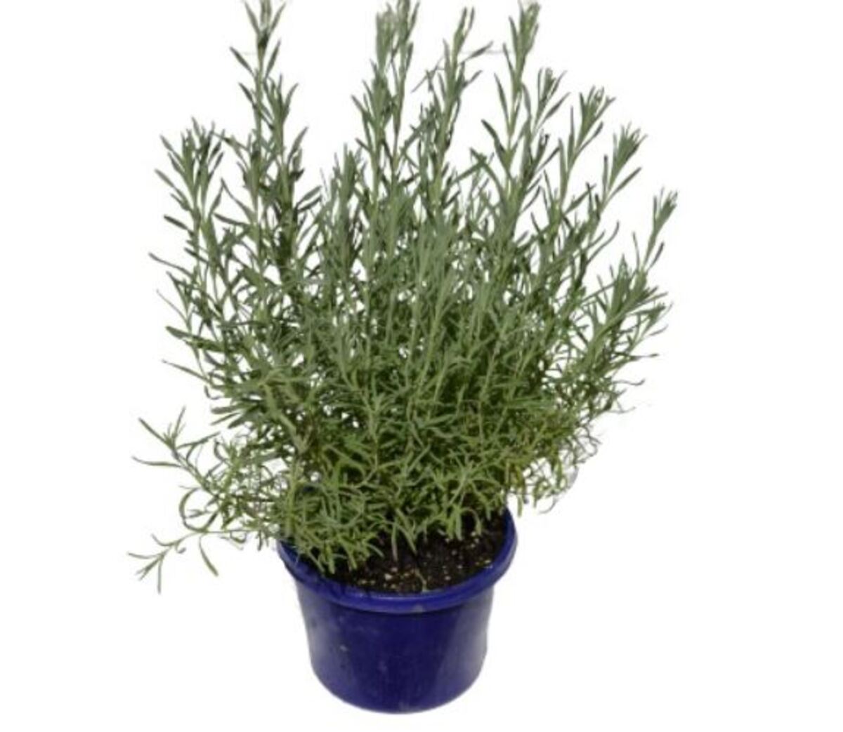 Lavender - Avonview 150mm Pot (VN)