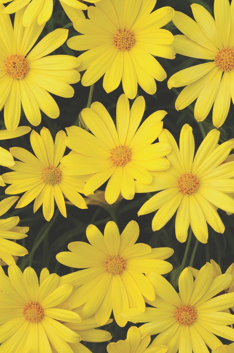 Osteospermum - Voltage Yellow 150mm Pot (VN)
